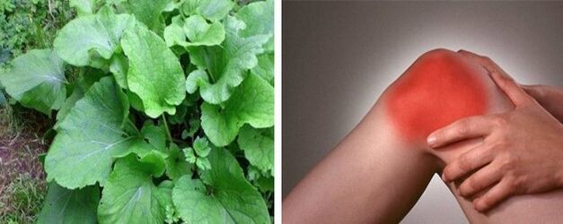 Benefícios da bardana para artrose da articulação do joelho