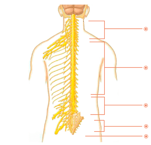 Em que lugares estão osteocondrose
